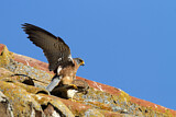 Image. Rötelfalke