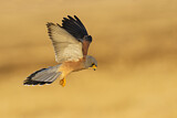 Image. Rötelfalke