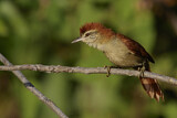 Image. Rötlichbrauner Buschschlüpfer