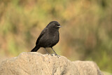 Image. Rüppell's Black Chat