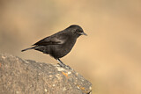 Image. Rüppell's Black Chat