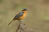 Image. Rüppell's Robin-Chat