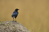 Image. Rüppell's Starling
