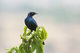 Image. Rüppell's Starling