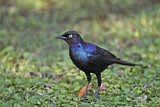 Image. Rüppell's Starling