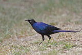 Image. Rüppell's Starling
