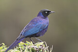 Image. Rüppell's Starling