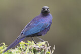Image. Rüppell's Starling