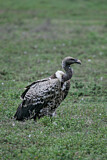 Image. Rüppell's Vulture