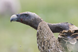 Image. Rüppell's Vulture