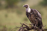 Image. Rüppell's Vulture