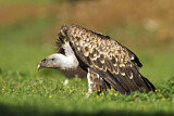 Image. Rüppell's Vulture