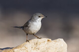 Image. Rüppell's Warbler