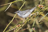 Image. Rüppell's Warbler