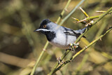 Image. Rüppell's Warbler