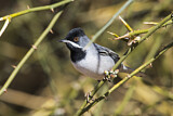 Image. Rüppell's Warbler