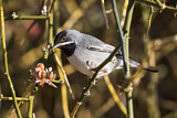 Image. Rüppell's Warbler
