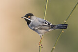 Image. Rüppell's Warbler