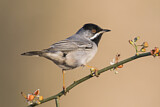 Image. Rüppell's Warbler