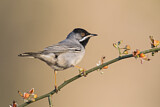 Image. Rüppell's Warbler
