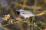 Image. Rüppell's Warbler