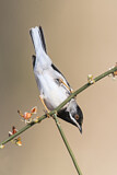 Image. Rüppell's Warbler
