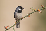 Image. Rüppell's Warbler