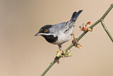 Image. Rüppell's Warbler