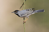 Image. Rüppell's Warbler