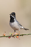 Image. Rüppell's Warbler