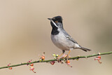 Image. Rüppell's Warbler