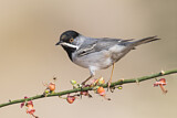Image. Rüppell's Warbler