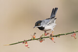 Image. Rüppell's Warbler