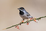 Image. Rüppell's Warbler