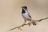 Image. Rüppell's Warbler