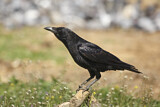 Image. Rabenkrähe