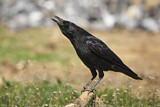 Image. Rabenkrähe