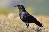 Image. Rabenkrähe