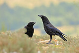 Image. Rabenkrähe