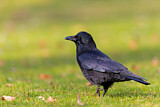 Image. Rabenkrähe