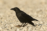 Image. Rabenkrähe