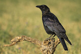 Image. Rabenkrähe
