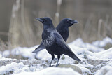 Image. Rabenkrähe