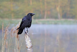 Image. Rabenkrähe