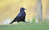 Image. Rabenkrähe
