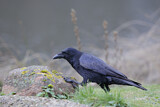 Image. Rabenkrähe