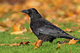 Image. Rabenkrähe