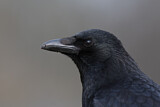 Image. Rabenkrähe