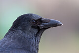 Image. Rabenkrähe