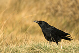 Image. Rabenkrähe